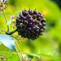 Eleuthero Siberian ginseng root ingredient used in Sugar Defender supplement